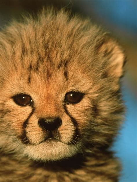 Baby Cheetah In Namibia Africa Too Cute Want The Wildlife