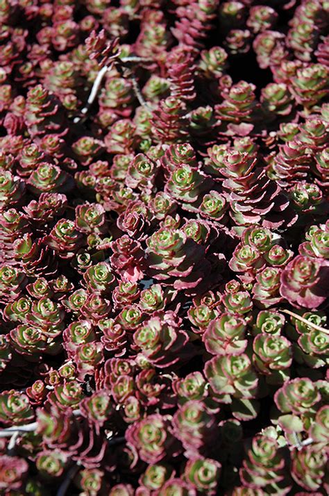 Elizabeth Red Carpet Stonecrop Sedum Spurium Red Carpet In