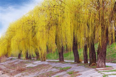 44 Different Types Of Willow Trees Species And
