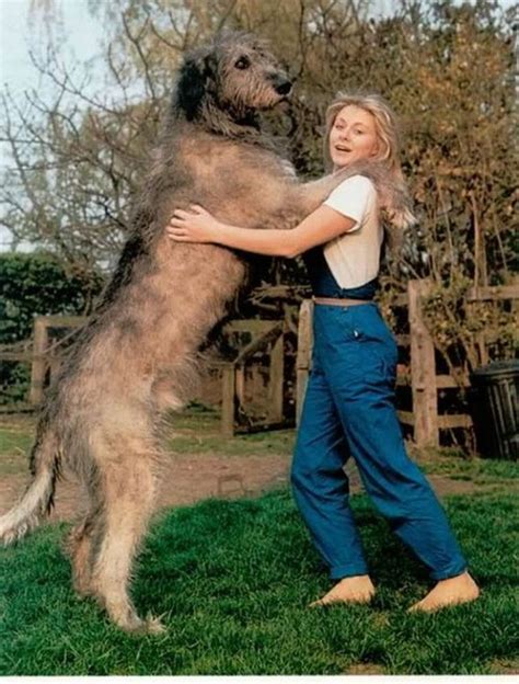 5 Hottest Facts About Giant Leonberger Dog The New Lion