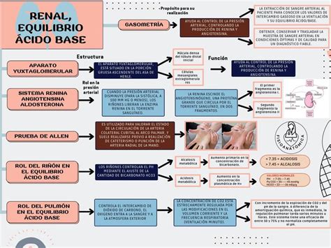 Renal equilibrio ácido base mapa conceptual Fisioanatómica uDocz