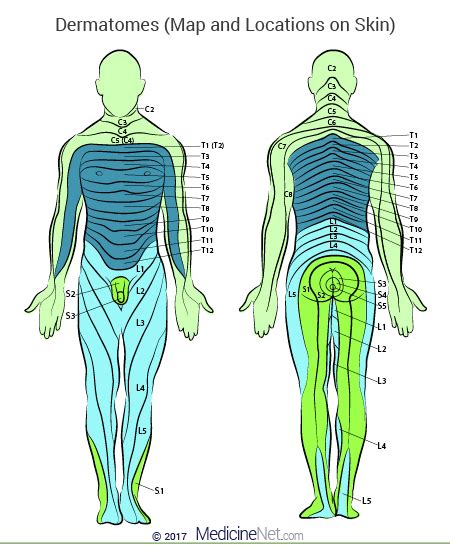 Dermatome Shingles Map Dermatome Map