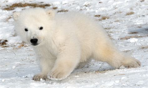 Baby Polar Bears