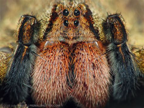 Phoneutria Nigriventer Brazilian Wandering Spider Armad Flickr