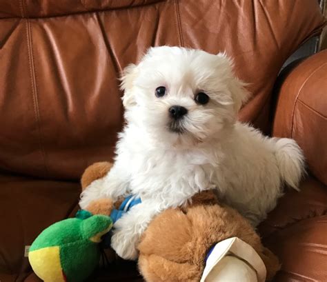 Akc registered cuddly, very loving, and smart. Mal-Shi Maltese ShihTzu Hybrid Puppies For Sale in Ocala ...