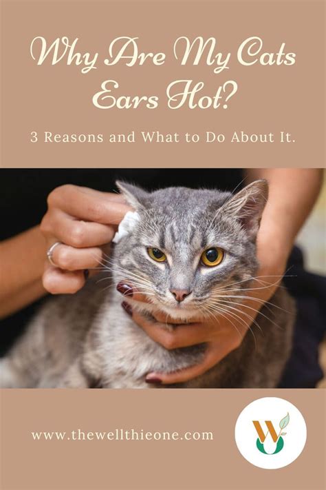Why Are My Cats Ears Hot 3 Reasons And What To Do About It Cat Ears