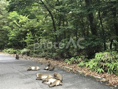 道路でくつろぐ屋久猿 No 1750052｜写真素材なら「写真ac」無料（フリー）ダウンロードok