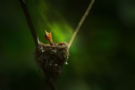 Award Winning Bird Photography First Light By Bogra