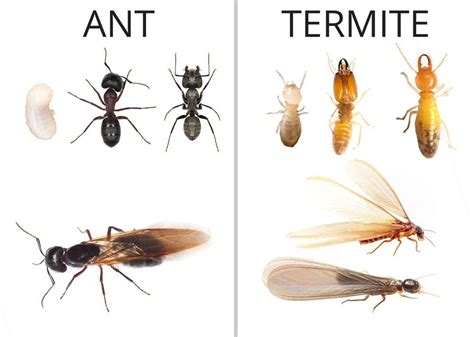 How To Tell Termites Apart From Ants