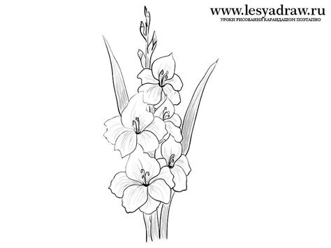 Gladiolus Flower Drawing Easy Lineartdrawingshandsheart