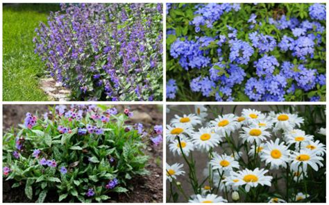 10 Best Border Perennials Garden Lovers Club