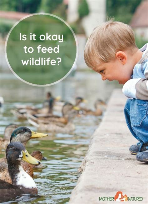 Feeding Wildlife Is It Okay To Feed Wild Animals Mother Natured