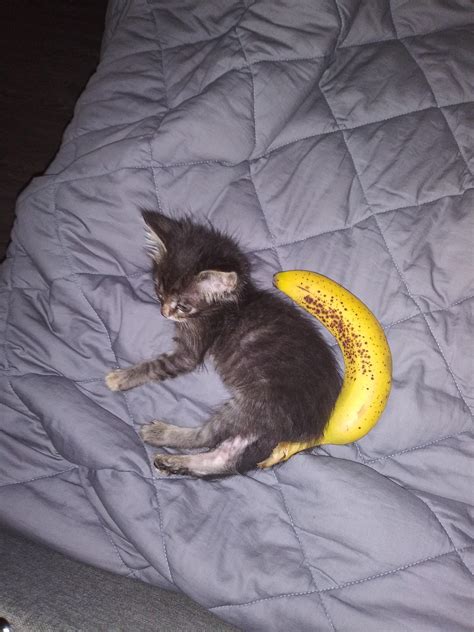 Derpy Cat Banana For Scale Bananasforscale