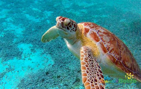 Wild For Sea Turtles My Beautiful Belize