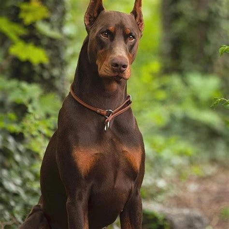 14 Cool Facts You Didnt Know About The Doberman Petpress