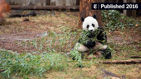 The Giant Panda Is No Longer Endangered Its ‘vulnerable The New