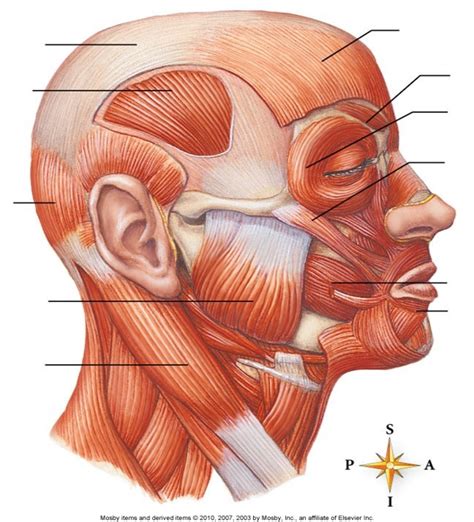 Muscles Face Lateral View Diagram Quizlet