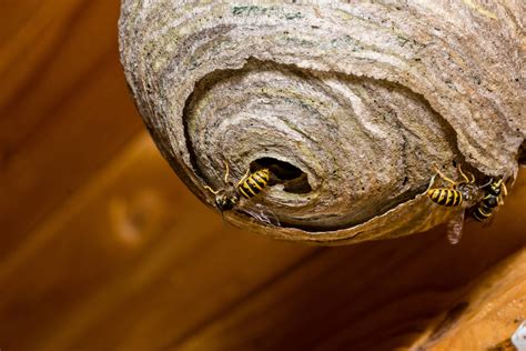 Wasp Nest Removal The Time Is Now