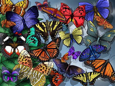 Wallpaper Of So Many Butterflies Free Wallpaper World