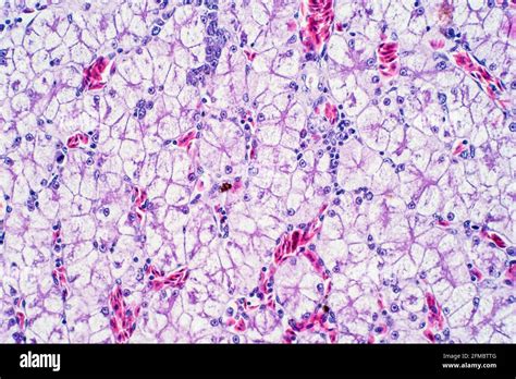 Human Liver Tissue Light Micrograph Stock Photo Alamy