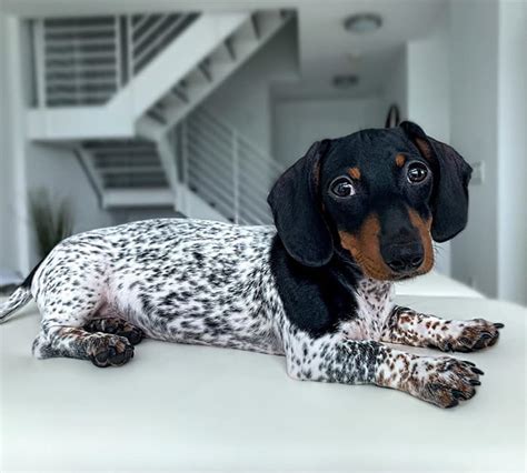 49 Spotted Mini Dachshund Image Bleumoonproductions