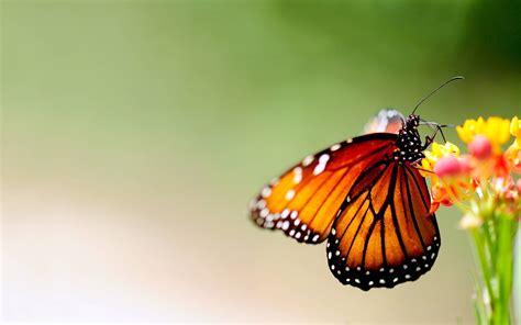 Butterfly And Flower Wallpapers Wallpaper Cave