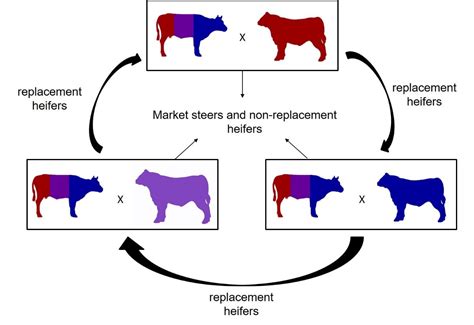 Crossbreeding For The Commercial Beef Producer Beef Cattle