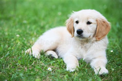 Puppy Dog On Grass Stock Photo Image Of Cute Sweet Lovely 2615024