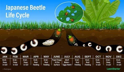 Lawn Grubs How And When To Kill Them Lawnstarter
