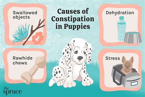 What To Do If Your Puppy Is Constipated