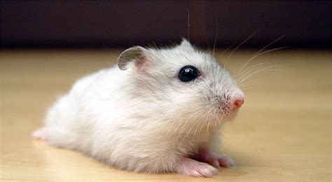 Vital Facts You Need To Know About Dwarf Hamsters Pet Like That Blog