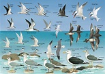 Seabird Resources – BirdsCaribbean