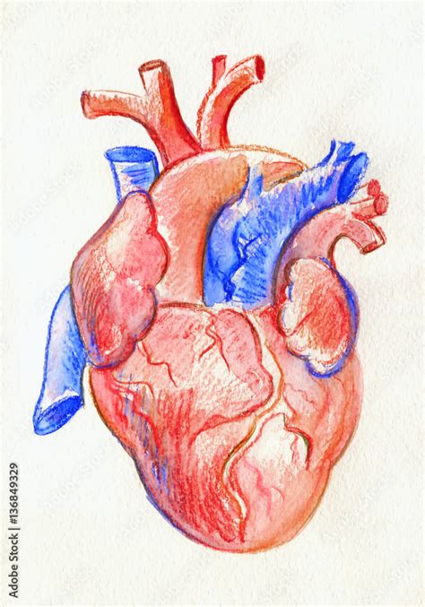 Hand Drawing Sketch Anatomical Heart Colored Watercolor Pencil Stock
