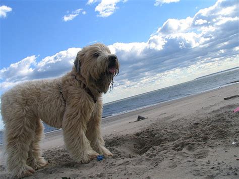 Look out for variences of coat types. Soft Coated Wheaten Terrier | GreatDogSite