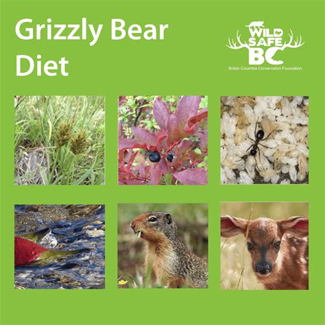 Grizzly Bear Diet Poster Wildsafebc Min Wildsafebc