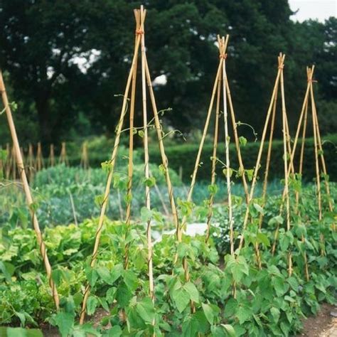 Haricots à rames 5 bonnes raisons de les cultiver Indoor vegetable