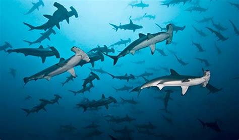 Sea Life Vs Shark On The Bbc Sea Lies