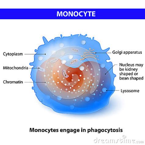 Monocyte Stock Vector Illustration Of Cell Immunity 68590443