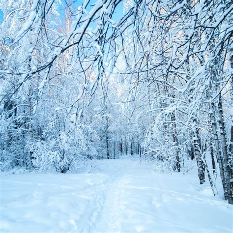 Fairy Winter Forest Stock Photo Image Of Light Snowy 103120264