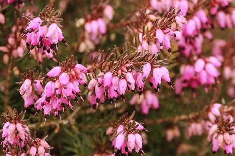Heather Flower Meaning Symbolism And Cultural Significance