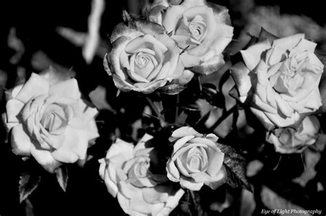 Eye Of Light Photography Black And White Roses
