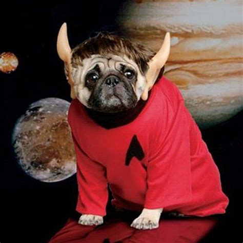 Star Trek Pug Pugs In Costume Dog Halloween Costumes Pet Halloween