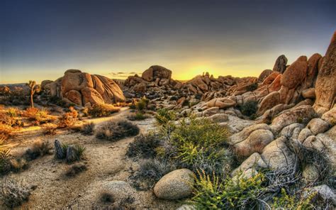 Joshua Tree National Park Wallpaper Wallpapersafari