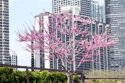 Types Of Flowering Trees You Will See This Spring In The Chicago Area