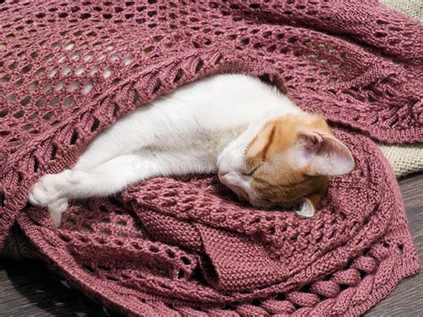Wonderful Kitten Is Fast Asleep Under The Lilac Knitted Blanket Stock
