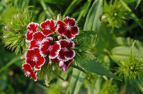 Royalty Free Photo Red And White Petaled Flowers Pickpik