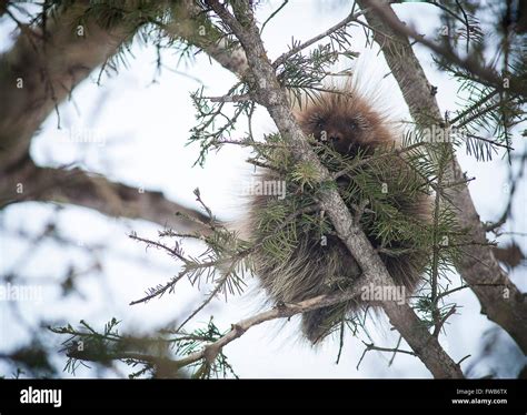 Porcupine Eat Hi Res Stock Photography And Images Alamy