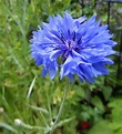 Kartenzauber und mehr....: Blaue Blume... - Novalis