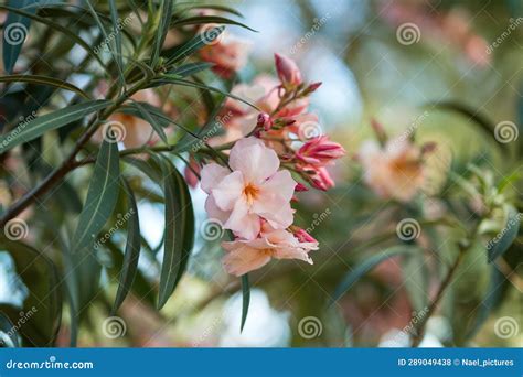 Oleanders Flowers And Leaves Stock Photo Image Of Africa Burd 289049438