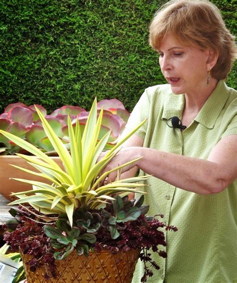 Succulents Simplified By Debra Lee Baldwin Designer Diy